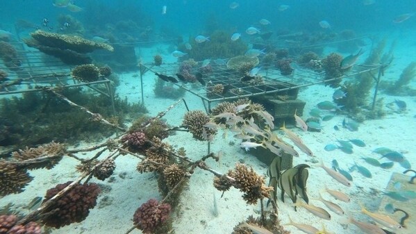 ファーウェイとIUCN Tech4Natureのイニシアチブが、サンゴ礁保護プロジェクトの新しいフェーズを発表