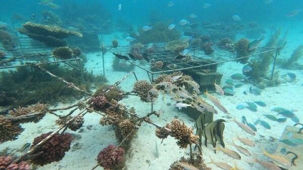 Huawei-IUCN Tech4Nature Initiative Announced New Phase of Coral Reef Protection Project