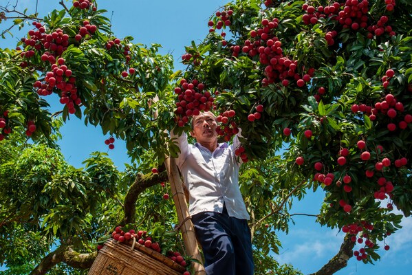 Xinhua Silk Road: Southern Chinese city of Guiping celebrates lychee harvest