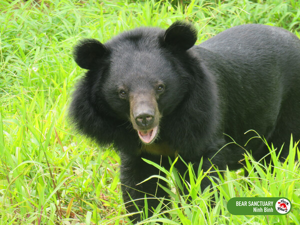 Bear Nhai at BEAR SANCTUARY Ninh Binh. Photo by FOUR PAWS Viet