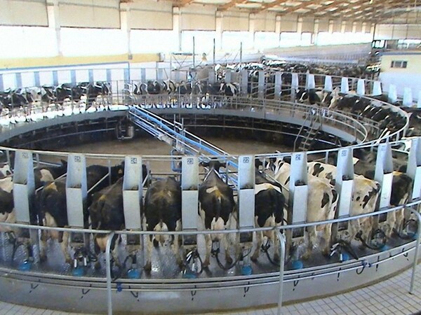 Cows produce milk aplenty in the Mengniu Dairy Industrial Park, located in Hohhot. [Photo/Hohhot news network]