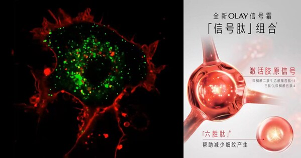 电子显微镜下胶原的真实生长过程（左）；全新OLAY信号霜「信号肽」组合（右）