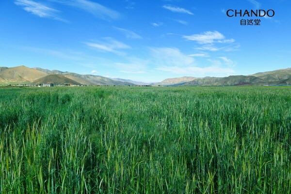 566万平方米绿麦草，自然堂种草喜马拉雅七年持续助力乡村振兴
