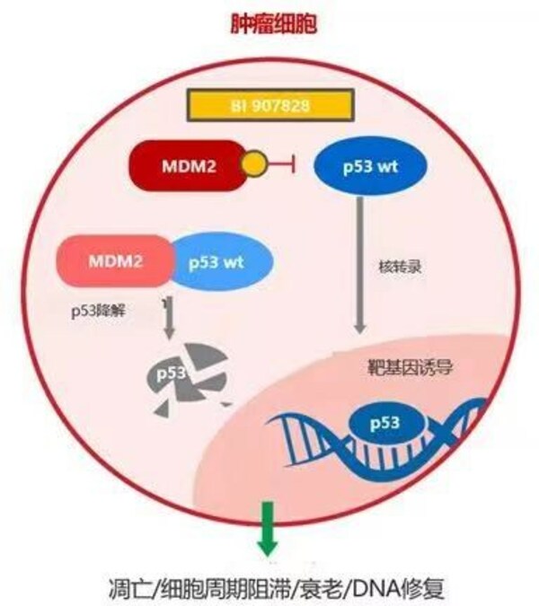 勃林格殷格翰MDM2-p53拮抗剂Brightline-2临床试验在华获批