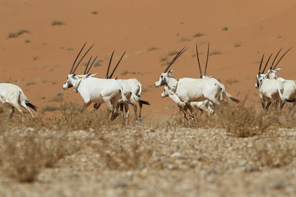沙特阿拉伯奥鲁克·巴尼·马阿里德保护区, 沙特阿拉伯首个联合国教科文组织认定的自然遗产（图片来源：National Center for Wildlife）