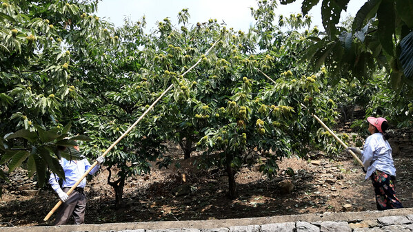 Xinhua Silk Road: E. China's Zaozhuang city to embrace walnuts, chestnut harvest