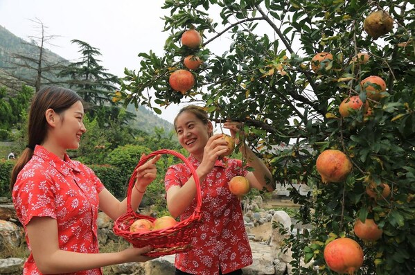 Pomegranate growers in Yicheng District, Zaozhuang City, joyfully welcome the harvest.