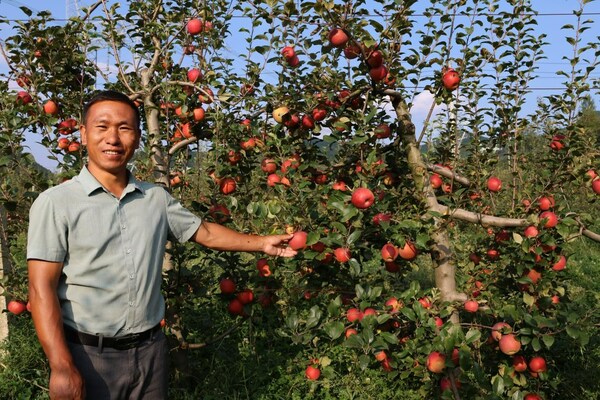 Li Kaiyang, a technician dispatched to Tiejiang Village, at the apple orchard in Hezhang County, Bijie City.