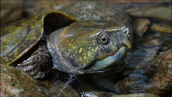 A Big-headed Turtle spotted in the rainforests of Diaoluo Mountain on the tropical island of Hainan.