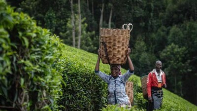 CGTN: Diffusion of tea and its culture along the Silk Road