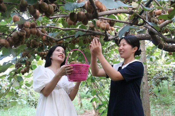 Xinhua Silk Road：中国東部の江西省奉新県がキウイフルーツの豊作を祝う