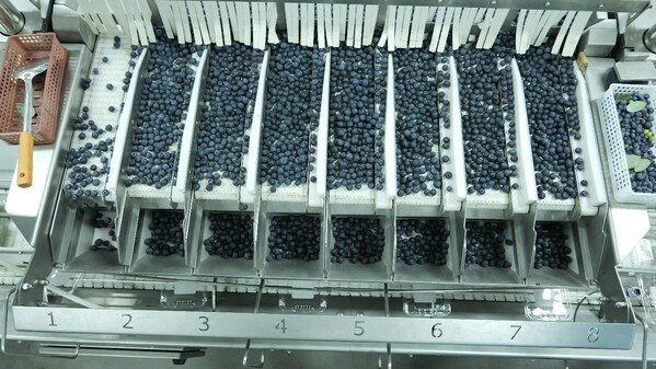 陶朗8通道蓝莓自动包装设备,重量精确到“一颗蓝莓”