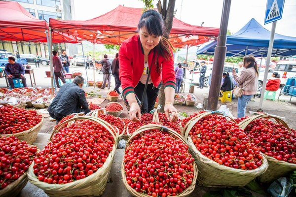 During the cherry season, the busy villagers of Taoying are bustling with activity.
