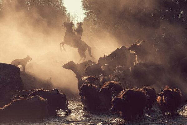 The Return of the Buffalo Shepherd by Meriç Aktar