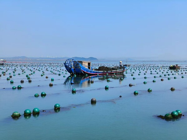 Xinhua Silk Road: Rongcheng, E. China's Shandong Province pursues green marine development