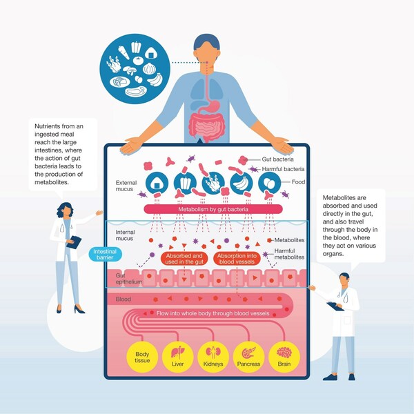Cutting-Edge Gut Microbiome Research: NOSTER's latest solutions for comprehensive gut bacteria-based metabolite and microbiota analysis