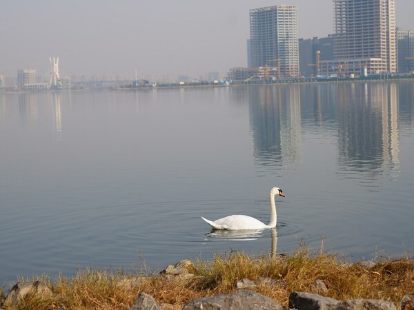 A mute swan is swimming in the lake of the Zhengzhou Longhu Park. (Photo taken by WANG Xiaolong/S&T Daily)