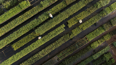 Workers in the seedling nursery for replanting native plants belonging to the area around Anglo American’s Minas-Rio iron ore mine in Brazil (Source: Anglo American)