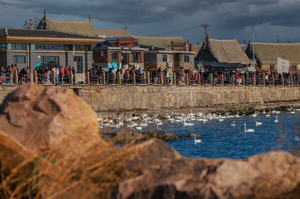 Xinhua Silk Road: Tourists flood in seaside village to watch gathering swans at Rongcheng of E. China's Shandong