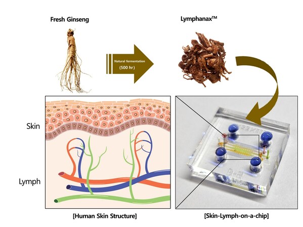 With the Skin-Lymph-on-a-chip system, Amorepacific found that Lymphanax™, made from ginseng naturally fermented for 500 hours, can strengthen the skin barrier and aid internal skin circulation.