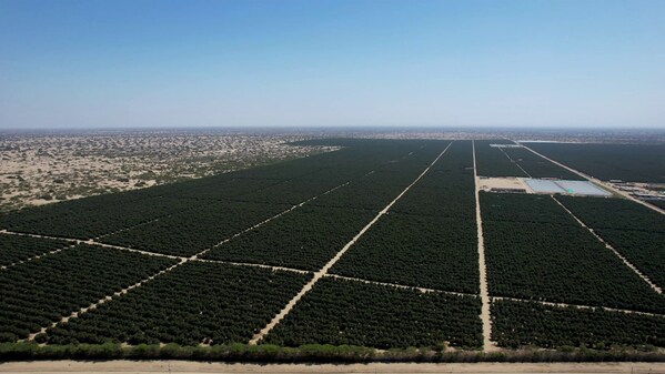 AvoAmerica's avocado fields in Peru.