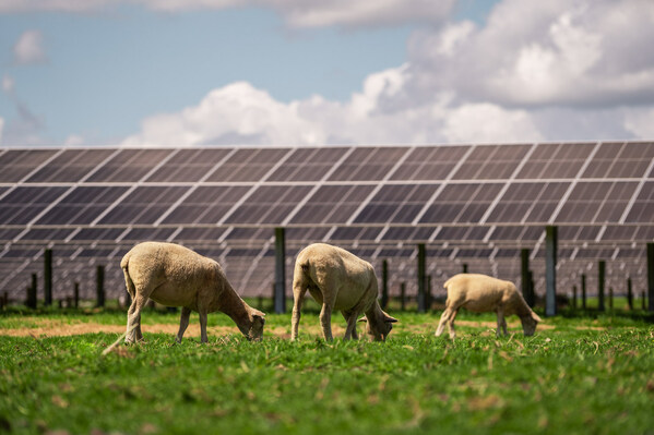 トリナ・ソーラーがモジュール-トラッカー統合ソリューションでニュージーランド最大の太陽光発電所に電力供給