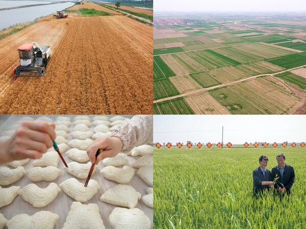 Scientific Innovation Transforms Cangzhou's Saline-Alkali Fields into Fertile Land