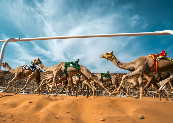 ALULA將舉辦首屆阿拉伯杯駱駝賽 和世界駱駝耐力錦標賽，鞏固其作為傳統體育首屈一指的地位