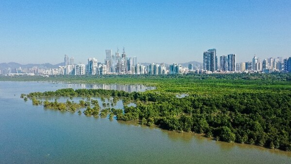 深圳红树林湿地
