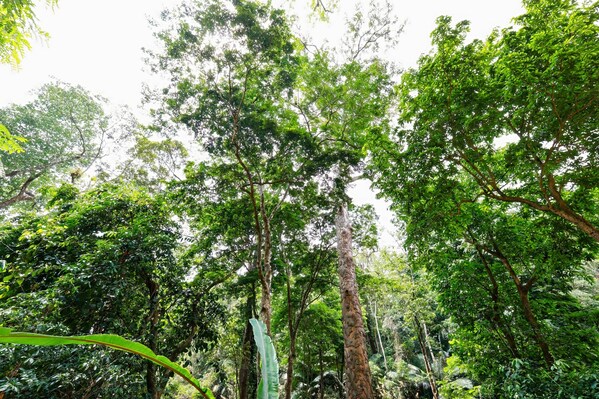 Shorea assamica Dyer - a symbolic species of Asian tropical rainforests