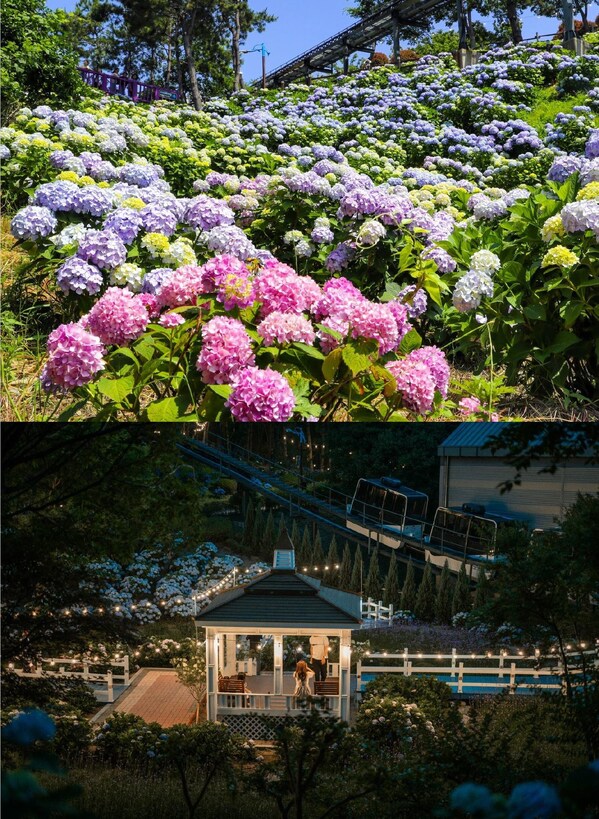 เขตนัมกู อุลซัน เมืองท่องเที่ยว K-Tourism ธีมวาฬในเกาหลี จัดเทศกาลดอกไฮเดรนเยียจางแซงโป ประจำปี 2567 ในเดือนมิถุนายน (PRNewsfoto/Nam-gu Office, Ulsan Metropolitan City)