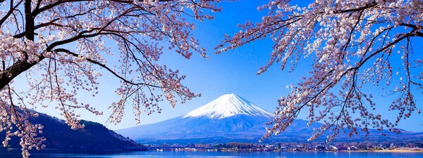 日本樱花经济升温 访日游客消费上涨 50%