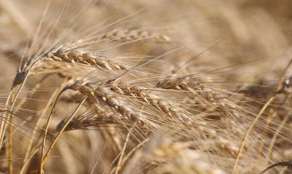 《生长季进度报告》及时更新了加拿大小麦的播种、作物条件和质量以及收获进度。