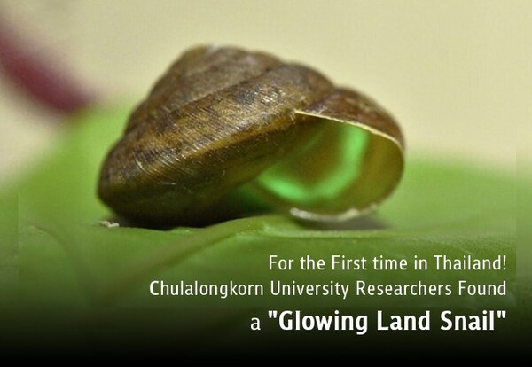 朱拉隆功大学研究人员首次在泰国发现“发光陆地蜗牛”