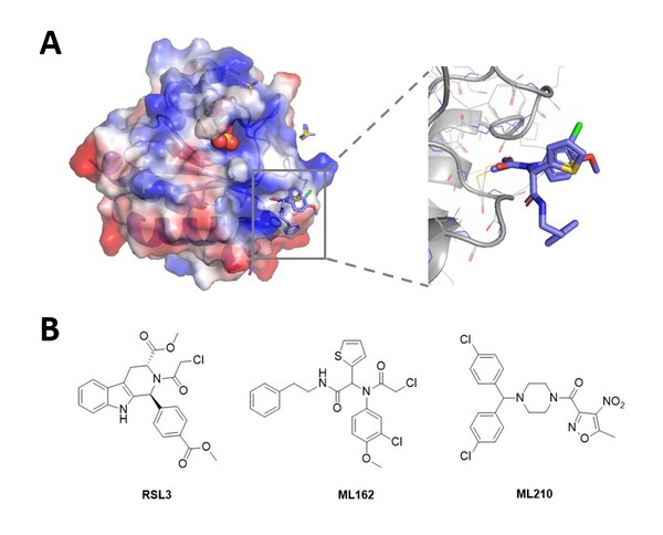 Fig. 1 Crystal structure of GPX4 protein in complex with ML162[3] (PDB ID: 6HKQ) and existing covalent inhibitors.