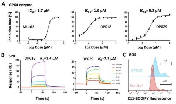 Fig. 4 Results of ML162 and screened molecules in GPX4 enzymatic assay (A), SPR assay (B), and ROS assay (C)