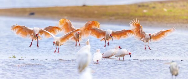 Dongzhai National Nature Reserve)