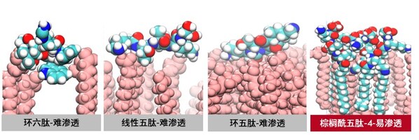 通過超級計(jì)算機(jī)模擬實(shí)證，棕櫚酰五肽-4能夠有效與皮膚結(jié)合，更快帶動(dòng)勝肽分子的滲透