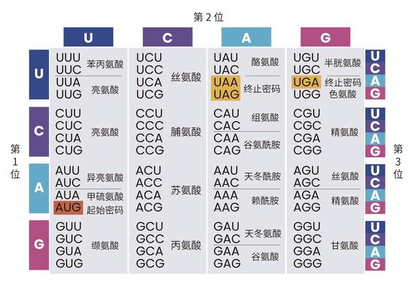 图1.密码子表