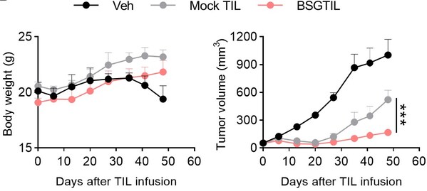 Figure 1 BSGTIL antitumor efficacy