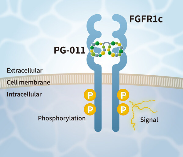 Conceptual Diagram of the Mechanism of Action of PG-011