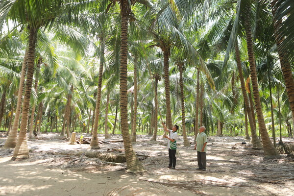 Betrimex develops over 30,000 hectares of coconut plantations in Vietnam, with over 10,000 hectares dedicated to organic farming.