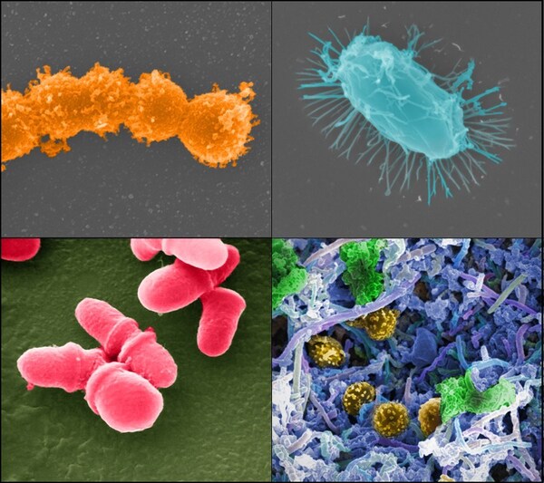 CISION PR Newswire - City microbes surviving on disinfectants, research reveals