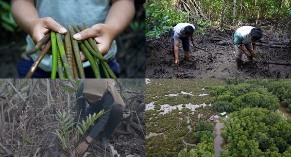 CISION PR Newswire - CNN's Going Green highlights conservation group Planet Indonesia's efforts to revitalize mangrove forests and empower coastal communities