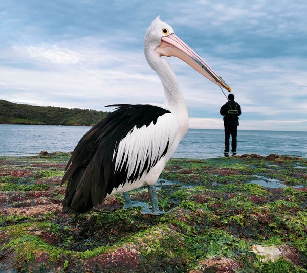 ©Justin Mendoza（Philippines) - “Pick a Beak”丨HUAWEI P30 Pro