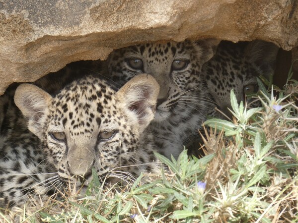 RCU's Arabian Leopard Conservation Programme welcomes Ward's triplets