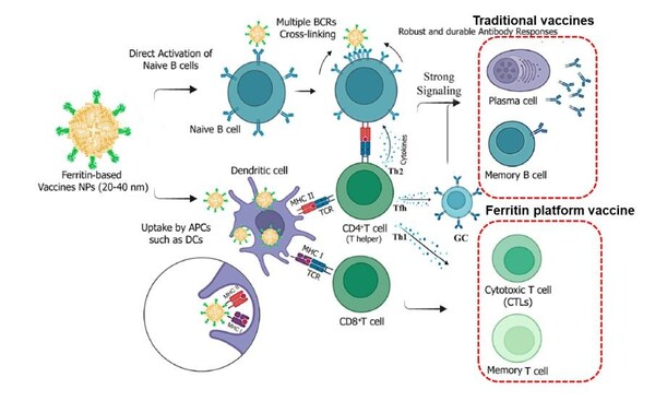 Ferritin-based vaccine can simultaneously activate both humoral and cellular immunity, whereas traditional vaccines primarily depend on humoral immunity (Global Journal ‘Vaccines’, December 2024)