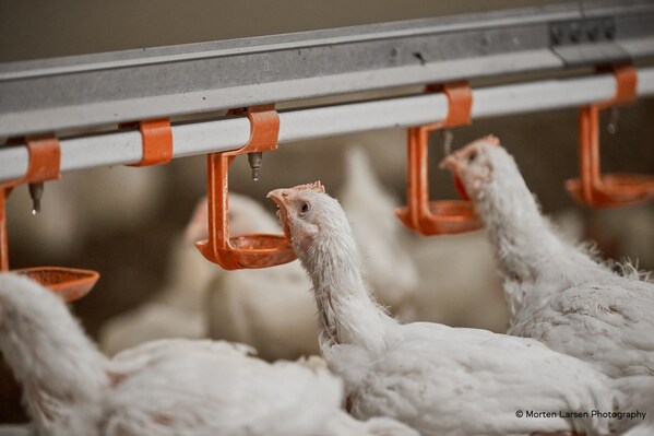 CISION PR Newswire - IFF Launches Enviva® DUO to Boost Poultry Welfare