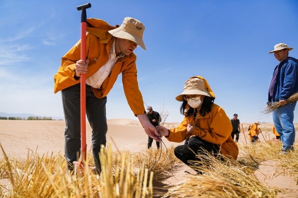 Haloxylon ammodendron trees combat desertification through drought resistance and sand stabilization Haloxylon ammodendron trees combat desertification through drought resistance and sand stabilization