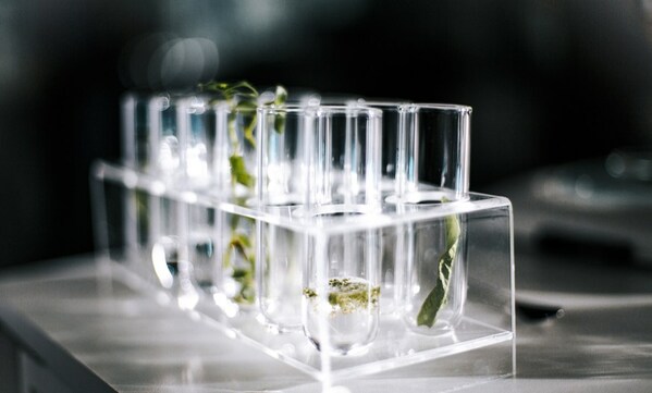 法国希思黎 法国希思黎